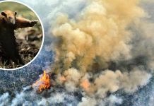 Destruição na Amazônia gera revolta e #PrayforAmazonas é assunto mais comentado do mundo