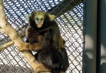 Primeiro sagui-caveirinha de cativeiro nasce em Araçoiaba