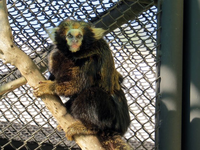 Callithrix-aurita_pai-com-filhote