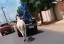 Vídeo mostra cavalo sendo puxado por caminhonete em Sorocaba