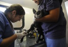 Mutirão de castração recebe inscrição até sexta-feira