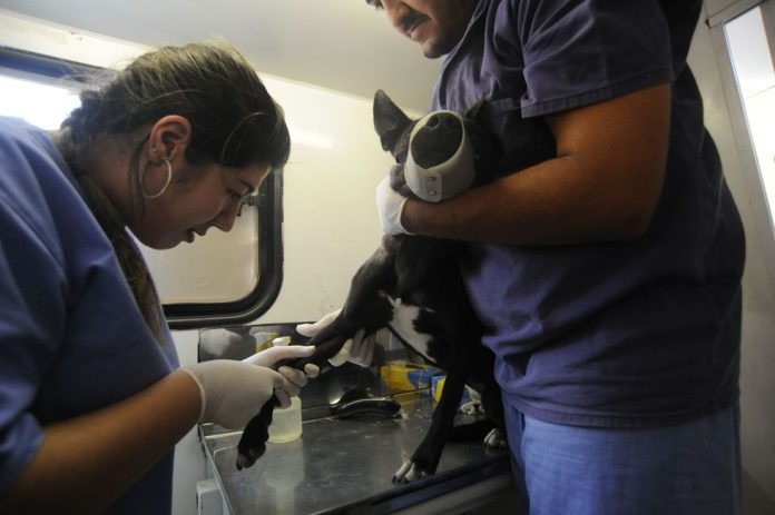 MutirC3A3o-de-castraC3A7C3A3o