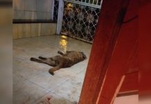 Homem e preso por matar cachorro a dona respondera pelo crime de omissão de cautela.
