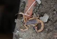 Menino que sofreu picada de escorpião morre em hospital de Franca