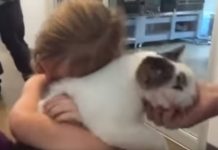 Gata se reencontra com dona 2 anos após sumir durante furacão