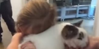 Gata se reencontra com dona 2 anos após sumir durante furacão