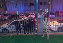 Menina de 7 anos ganha parabéns de vizinhos e da PM  no Cruzeiro Novo