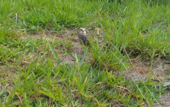 Zoo-solta-corujas-e-maritacas