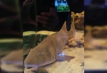 DF: dono de tubarão escondia serpentes, pítons, teiú e moreia em cativeiro