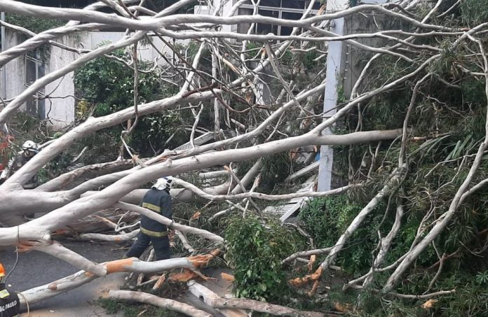 Arvore-cai-e-mata-motorista-na-Capital