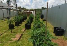 Delegado da PCDF é preso com plantação de maconha gourmet