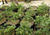 Delegado da PCDF flagrado com plantação de maconha gourmet é exonerado