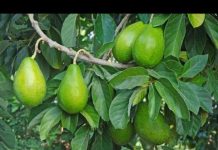 Pai e filho morrem após levarem choque enquanto colhiam abacates no DF