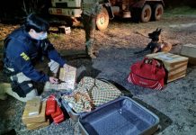 Mulher com 50 kg de maconha na mala é presa em ônibus na BR-040