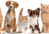 Sábado (1º) é dia de vacinar cães e gatos contra a raiva