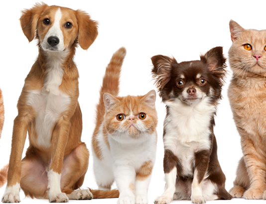 Sábado (1º) é dia de vacinar cães e gatos contra a raiva