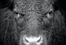 Signo do amor: como acertar de vez o coração de um libriano?