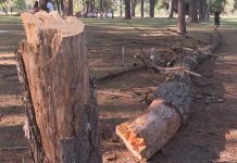 Adolescente atingido por árvore no Parque da Cidade, em Brasília, segue em estado grave