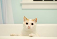 Cinco dicas descomplicadas para dar banho no seu pet em casa