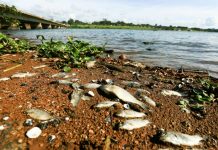 Desmatamento ameaça área de preservação em bairro nobre de Brasília