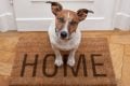 casa_nova_4_dicas_para_o_cachorro_se_adaptar_ao_lar_widexl-120x80-1