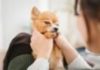 Vai viajar? Veja cuidados importantes para levar os pets em segurança