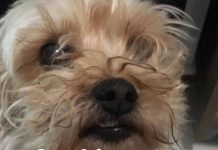 Maus tratos a animais – GDF cria Subsecretaria de Proteção Animal do DF