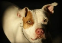 Pit-bull sem focinheira morde adolescente de 17 anos e mata shih tzu