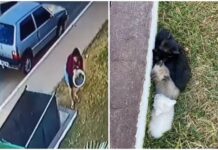 Mulher é presa por abandonar filhotes de gato ao lado de contêiner de lixo na Vicente Pires