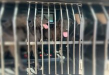 Maus-tratos: Dupla é presa após abandonar três cachorros em rua do DF