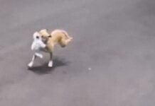 Jovem é preso após deixar pit-bull escapar e animal matar cadela