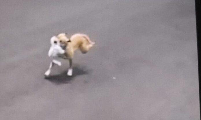 WhatsApp Image 2025-02-21 at 09.18.33