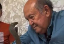 Homem tenta hipnotizar cobra Naja e é atacado no rosto; veja o vídeo