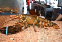Lagosta de 110 anos é solta após ser esquecida em restaurante nos EUA