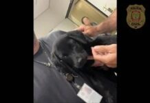 Absurdo -Homem é preso em aeroporto de Brasília por abandono de animal