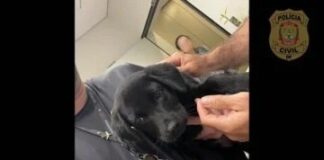 Absurdo -Homem é preso em aeroporto de Brasília por abandono de animal